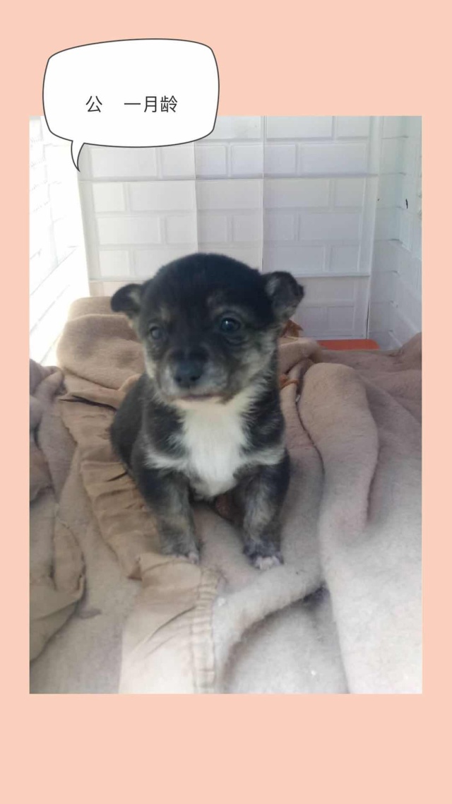 家有一群小精灵,有一群小精灵