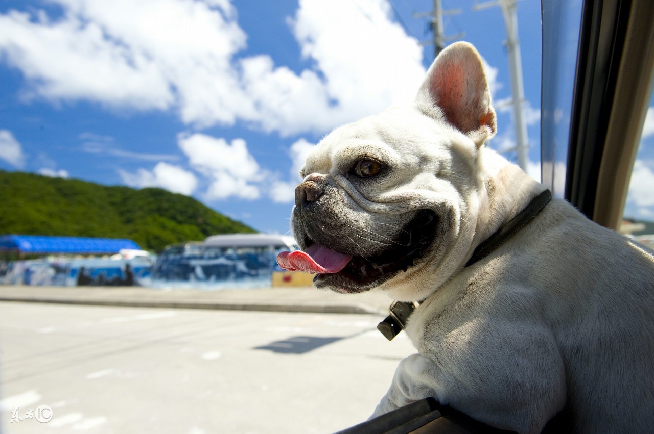 狗狗一离开人就叫,离开狗狗视线就叫