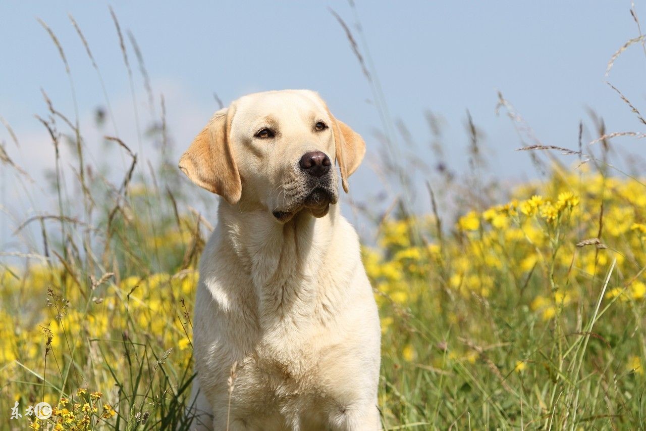 怎样挑选拉布拉多犬，拉拉的详细介绍
