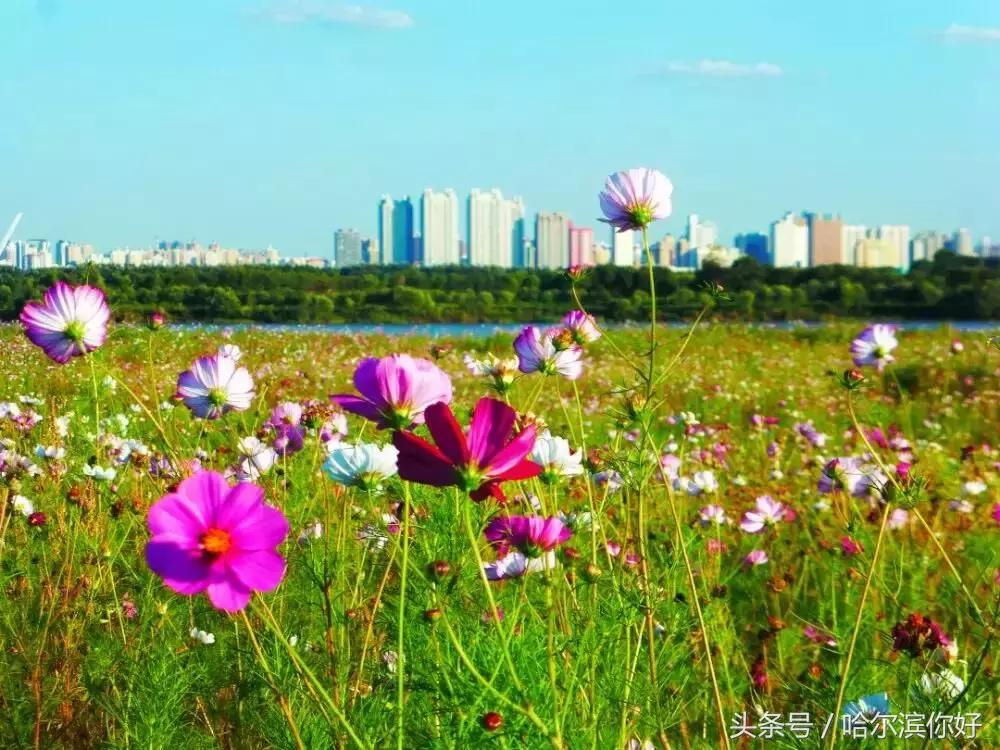 2018年哈尔滨各区县排名,2018年哈尔滨各区gdp