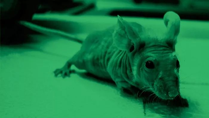 science历年封面高清图,science杂志封面2023图文