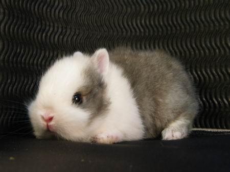 有什么小宠好养,新手适合养什么宠物小宠