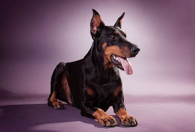 犬类品种大全杜宾犬,犬种百科之安纳托利亚牧羊犬