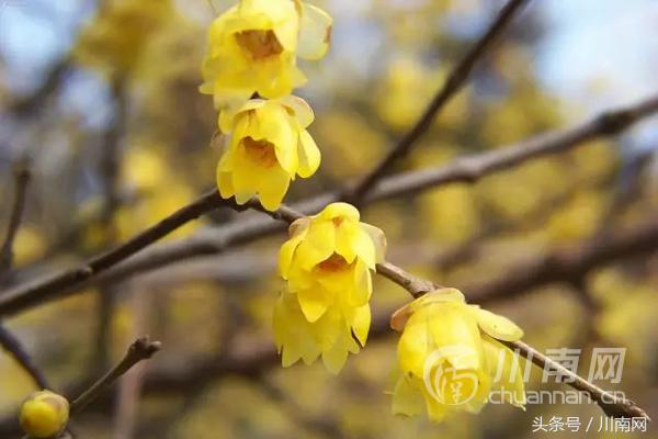 泸州看腊梅,又是一年赏梅季泸州梅花哪里赏