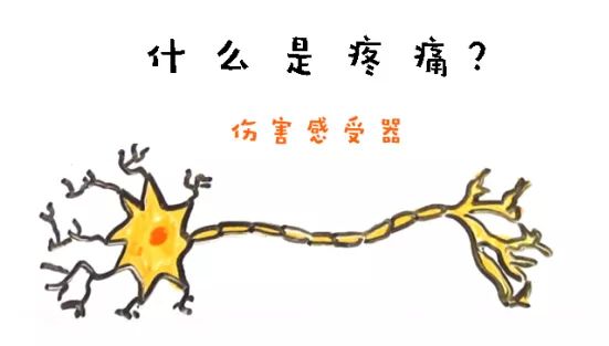 从医20年的生物博士告诉你：生小孩与*体下**被踢，哪个比较痛？