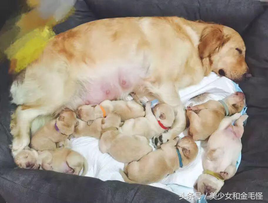 狗妈妈在生产后需要关注哪些,狗第一次分娩前兆