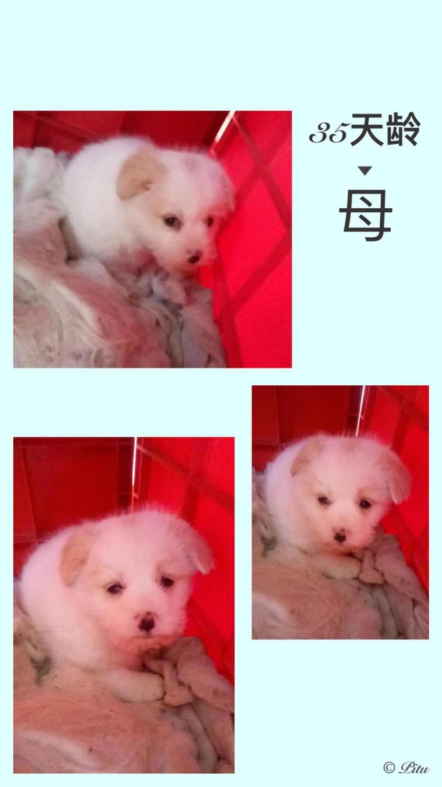 家有一群小精灵,有一群小精灵