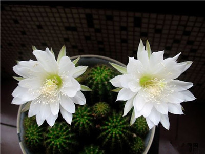 史上最全养花技巧赶紧看起来吧,养花知识大全养花也能很省钱