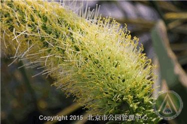 周末看花一日游,周末去哪玩一花一草一世界