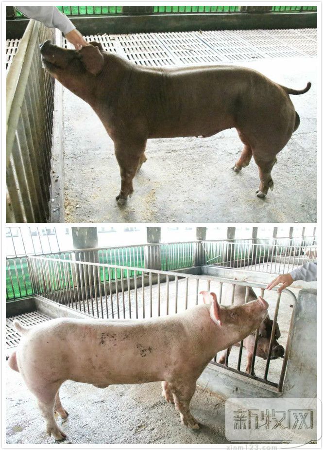 淇濊偛鐚劅鏌撲吉鐙傜姮杩樻湁鏁戝悧,濡備綍璁╃尓鍦轰吉鐙傜姮杞槾