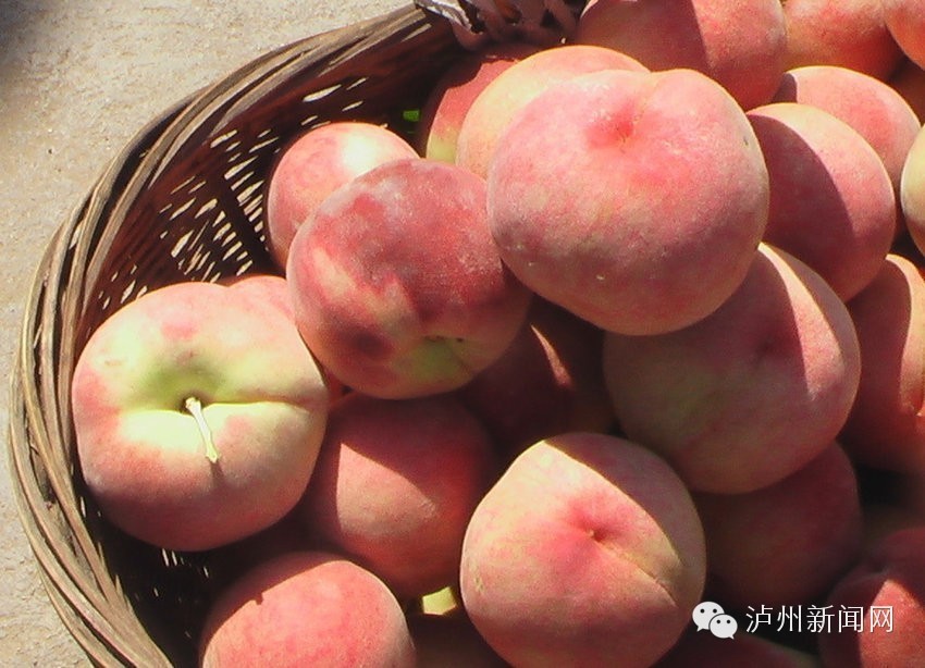 泸州哪些地方可以摘草莓,贵阳摘草莓摘桑葚摘樱桃地方