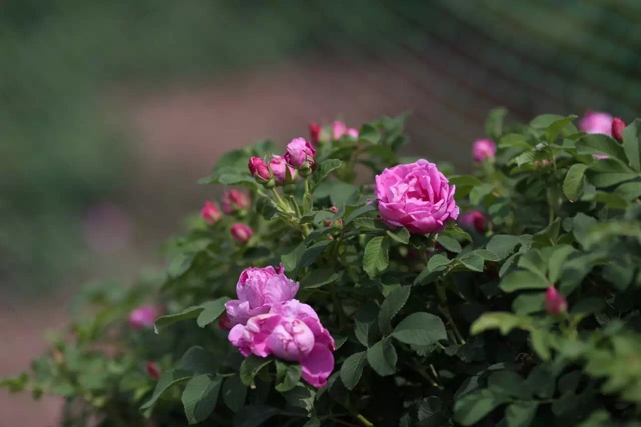 云南玫瑰基地攻略,伟大的五一