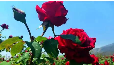 云南玫瑰基地攻略,伟大的五一
