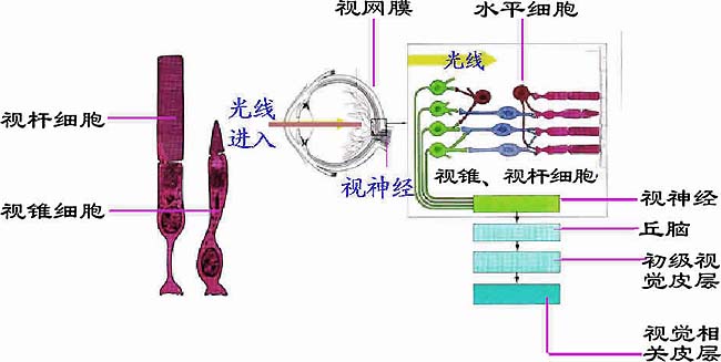 它如何让你我远在天涯也能近在咫尺？