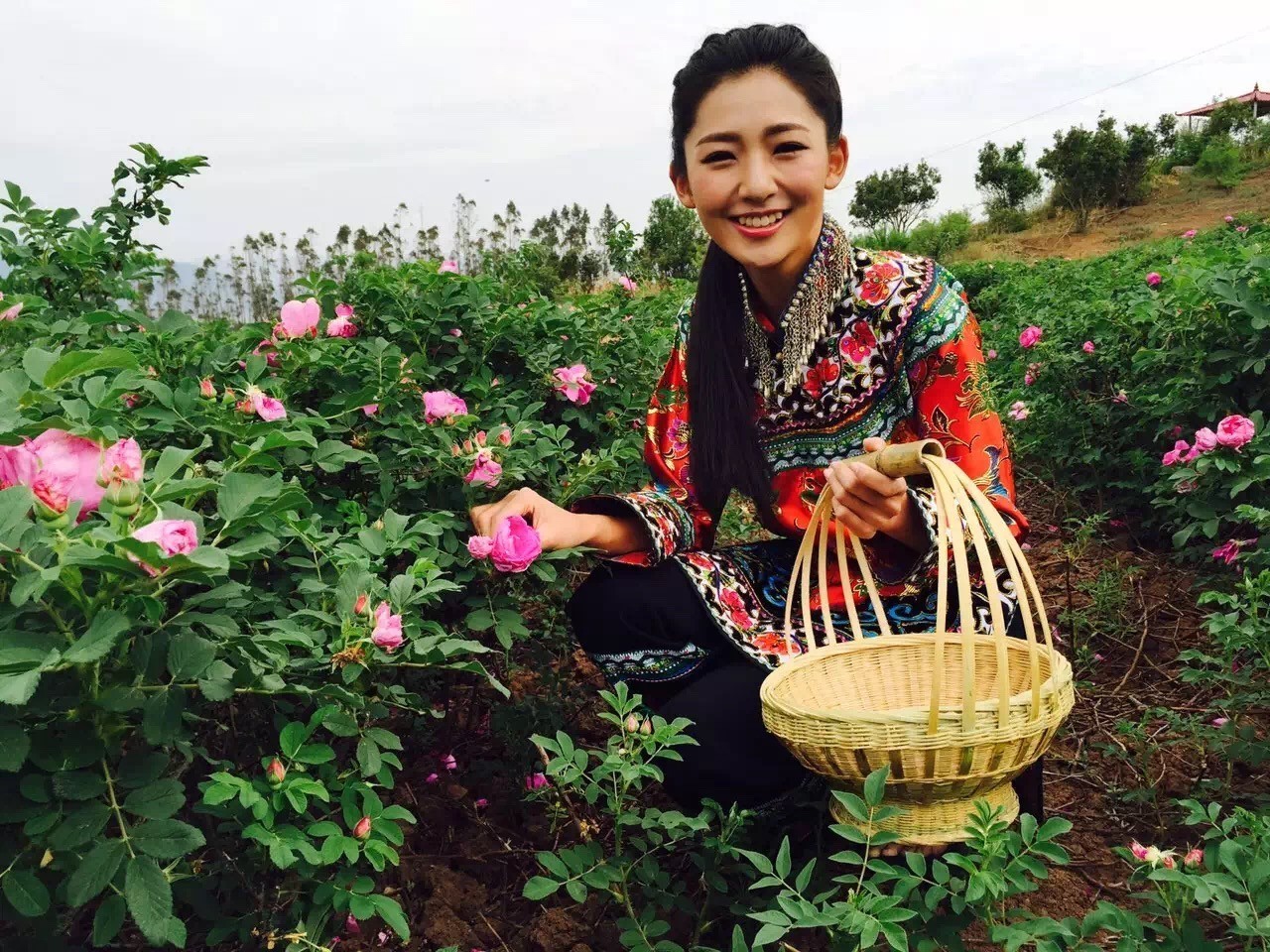 云南玫瑰基地攻略,伟大的五一