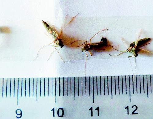 震惊屋内出现巨大蚊子,巨型蚊子为什么会出现在家里