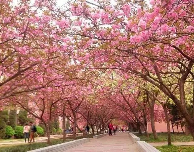 农大开学通知,农大校园景观