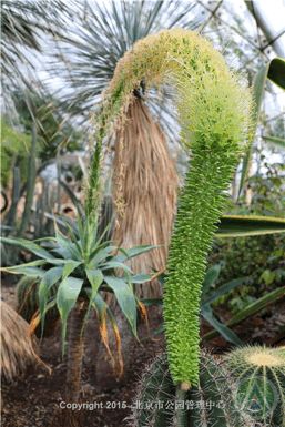 周末看花一日游,周末去哪玩一花一草一世界