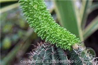 周末看花一日游,周末去哪玩一花一草一世界