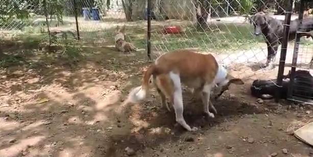 狗狗突然停滞呼吸头皮肿胀,狗头部肿了怎么回事