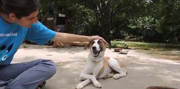 狗狗突然停滞呼吸头皮肿胀,狗头部肿了怎么回事