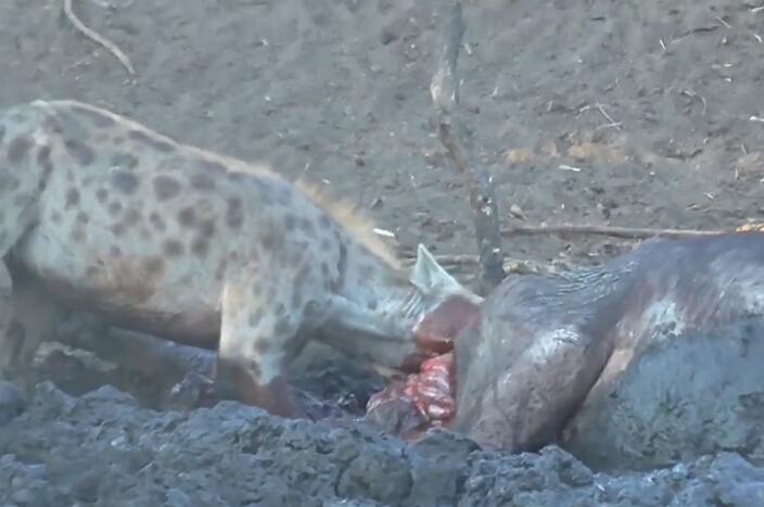 鬣狗活吃水牛，掏肛致肠子外露，头伸进肚子，满脸鲜血，血腥吓人