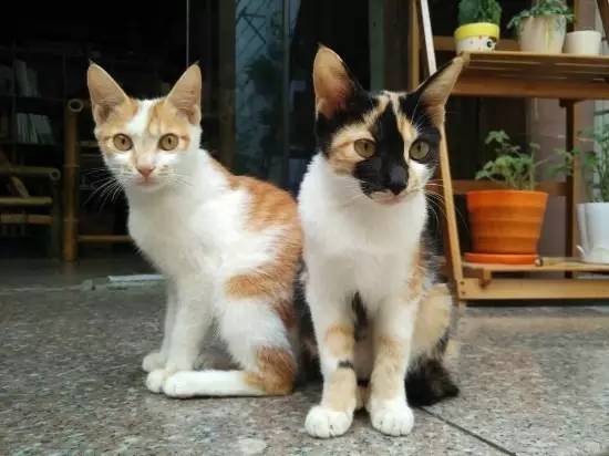 泉州市五星级酒店名单大全,泉州五星级酒店房间视频