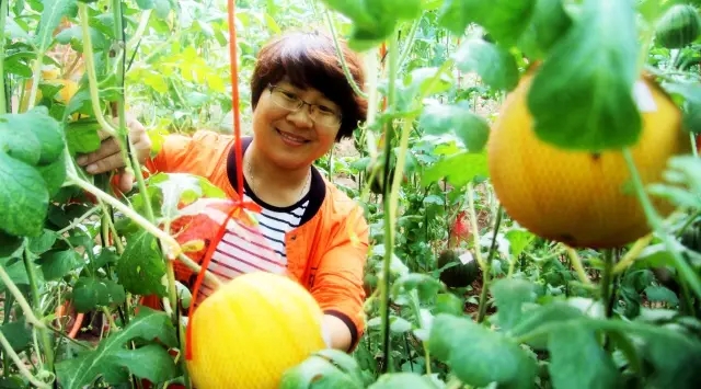 赏玫瑰摘西瓜这个假期有福喽