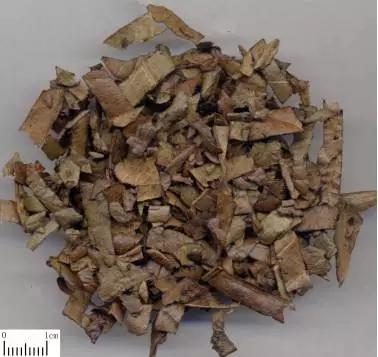 中药枇杷叶怎么熬治咳嗽,止咳良方枇杷叶