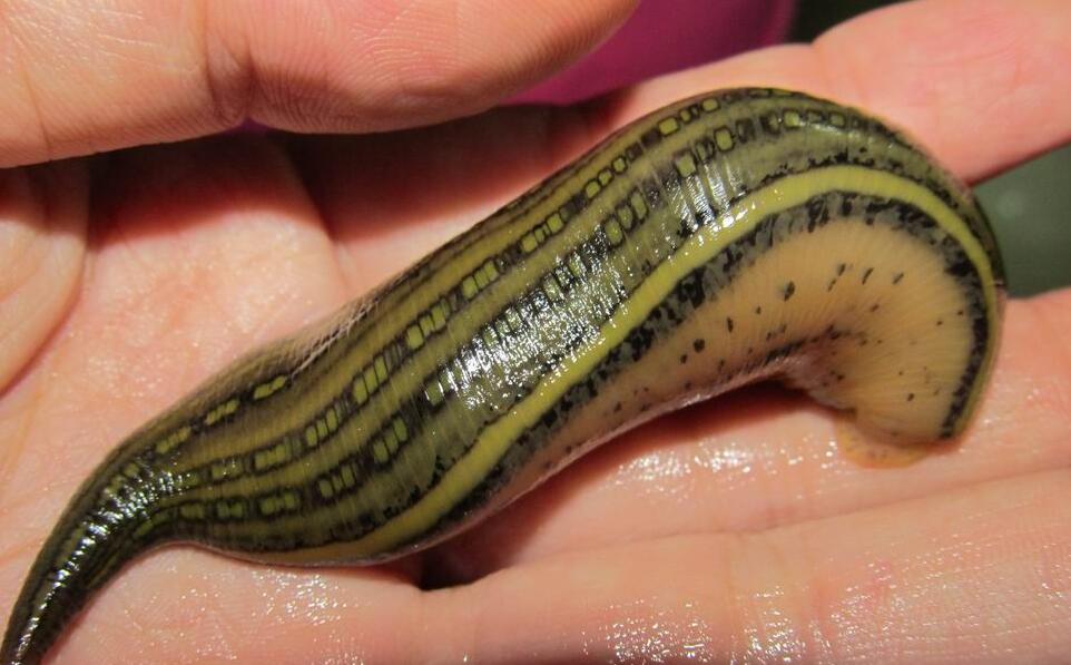 野外遇到这些动物一定要谨慎,十种危险的吸血动物