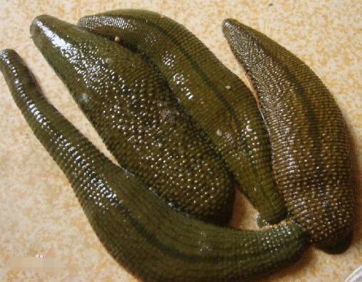 野外遇到这些动物一定要谨慎,十种危险的吸血动物