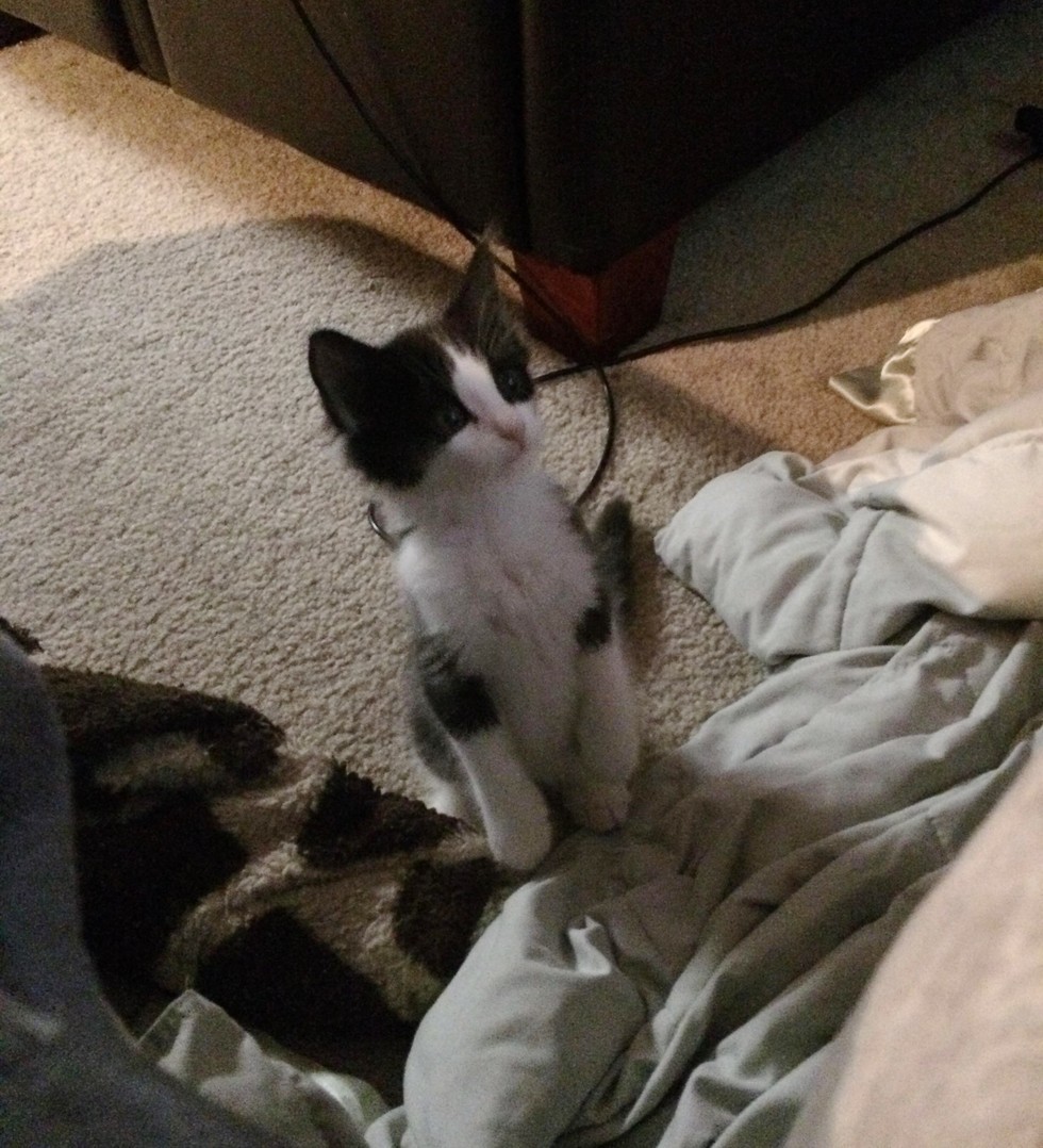 小流浪猫怕人可以强制抓回去吗,流浪猫主动求收养被赶走