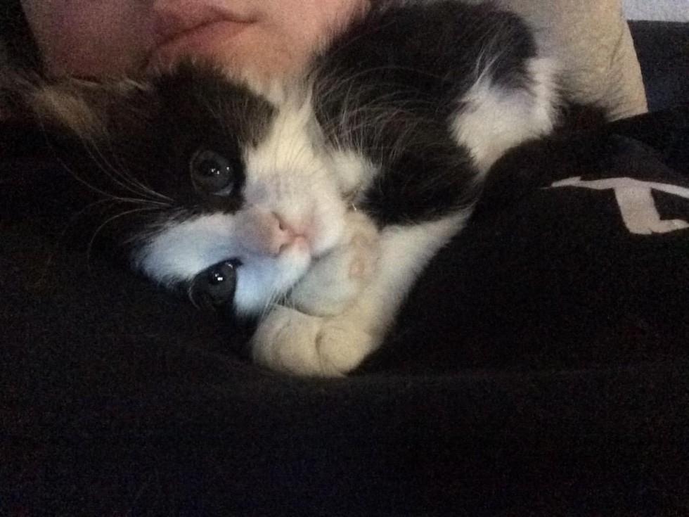 小流浪猫怕人可以强制抓回去吗,流浪猫主动求收养被赶走