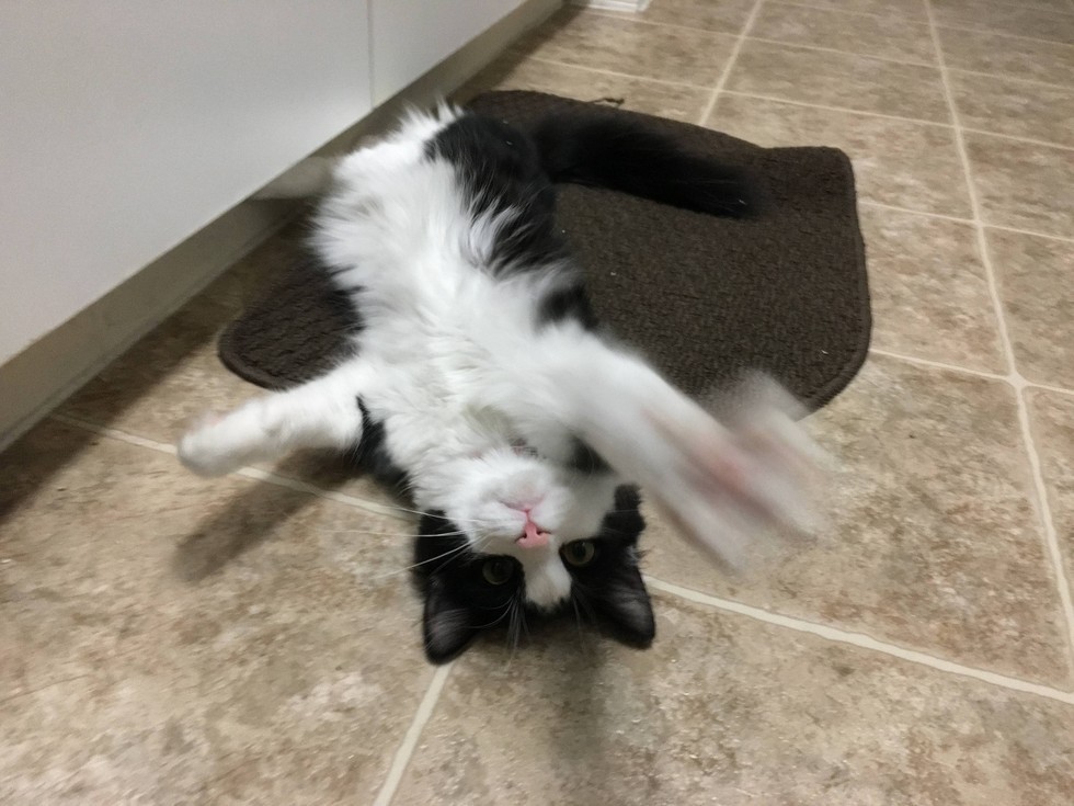 小流浪猫怕人可以强制抓回去吗,流浪猫主动求收养被赶走