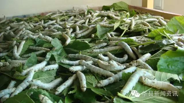 老家白白胖胖的白色虫子,小时候白色的虫子