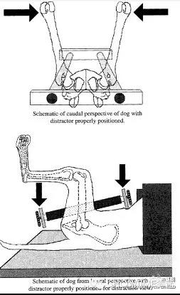狗髋关节磨损的治疗方法,狗的髋关节你了解多少