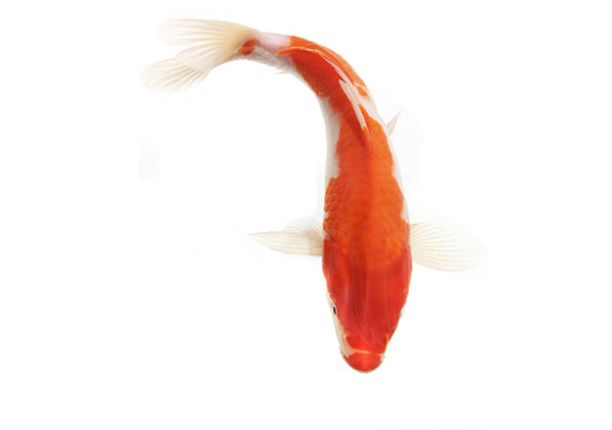 锦鲤寿命70年,揭秘锦鲤寿命可达70年的真相