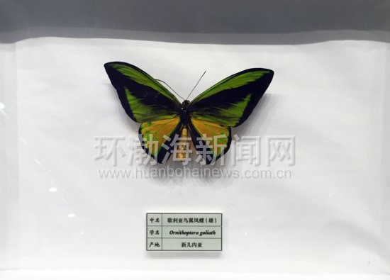世界十大名蝶图片,世界名蝶图片大全