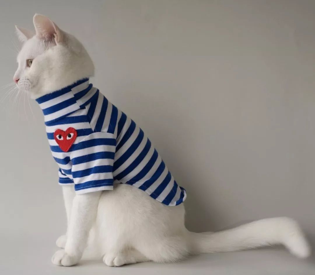 12生肖驾到视频,十二生肖迎接高光时刻