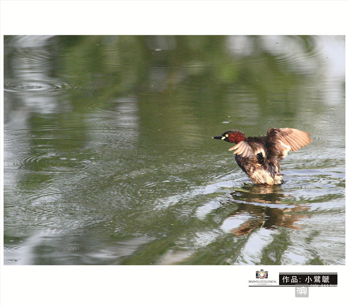 爱拍鸟儿的张教授