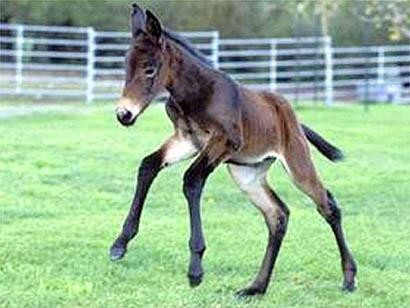 克隆猴成功的视频,两只克隆猴在中国诞生