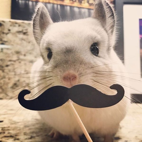 12生肖驾到视频,十二生肖迎接高光时刻