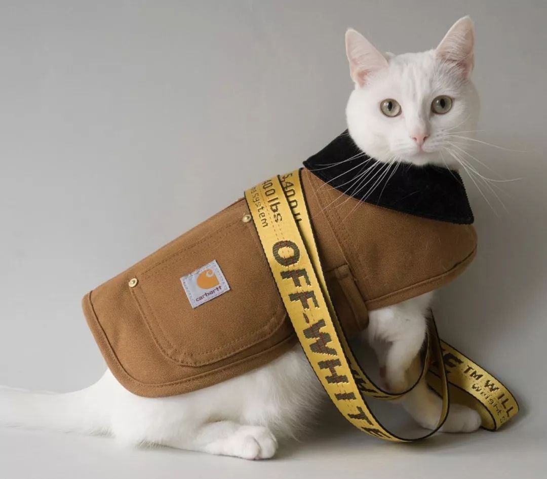 12生肖驾到视频,十二生肖迎接高光时刻