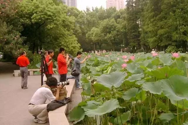 上海星级公园名单火热出炉,上海有什么5a级公园