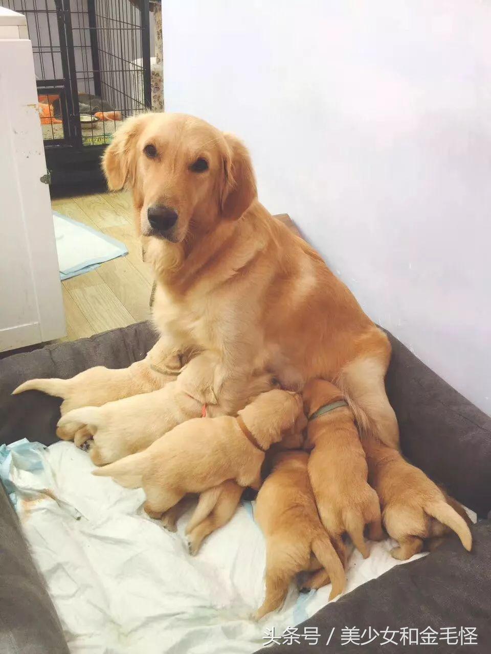 狗妈妈在生产后需要关注哪些,狗第一次分娩前兆