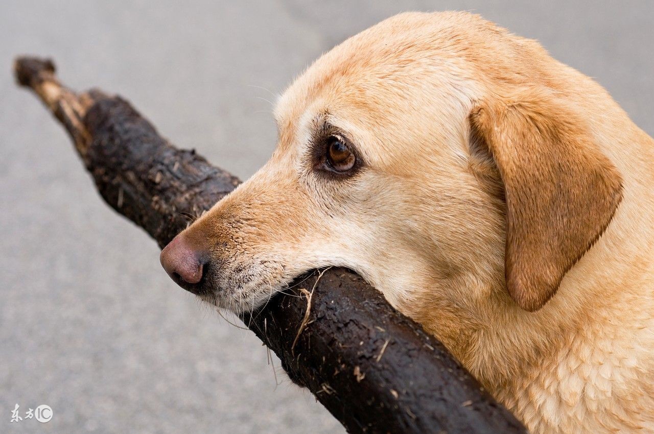 怎样挑选拉布拉多犬，拉拉的详细介绍