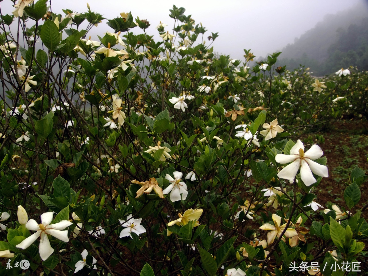 新买栀子花，黄叶、落叶的几种原因，及解决办法