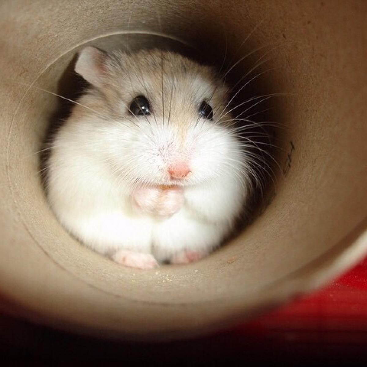 有什么小宠好养,新手适合养什么宠物小宠