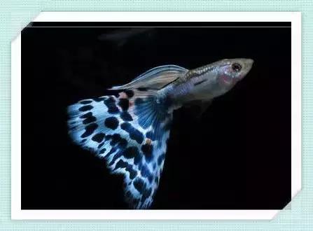 全红孔雀鱼饲养难度,用收纳箱饲养孔雀鱼