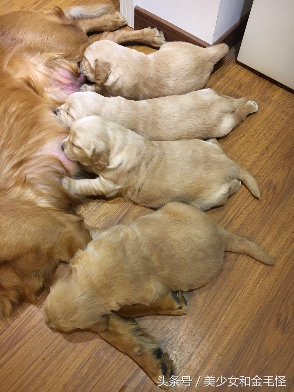 狗妈妈在生产后需要关注哪些,狗第一次分娩前兆